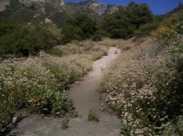 THROUGH THE GARDEN GATE: Bountiful buckwheats