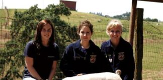 Hogs: a girl’s best friend
