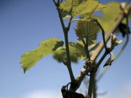 Pinot vines not weathering well