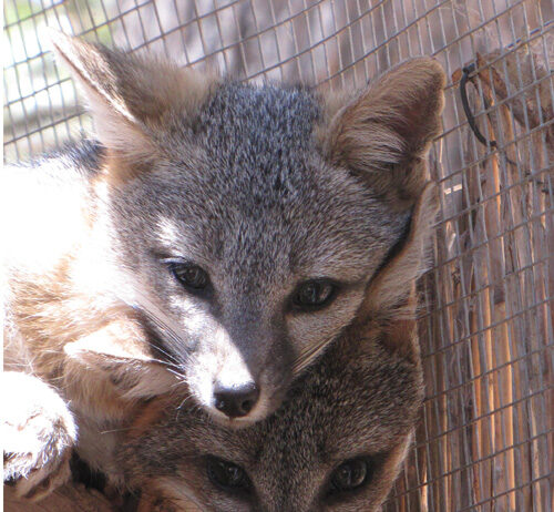 When wildlife needs a helping hand Local nonprofit surviving on donations