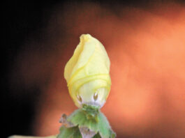 Through the Garden Gate