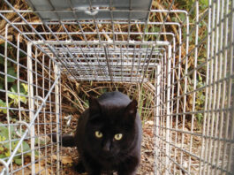 Groups partner to reduce local feral cat population