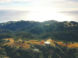 Fort Ross Harvest & Wine Festivals