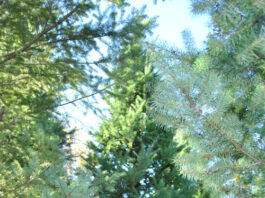 Finding the Perfect Tree