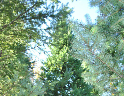 Finding the Perfect Tree