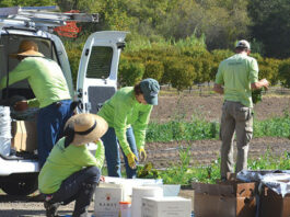 100 tons of produce in seven years