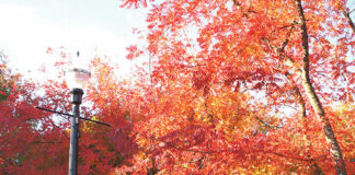 Fall colors provide drama in Healdsburg street trees
