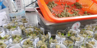 Voters could legalize cannabis in November