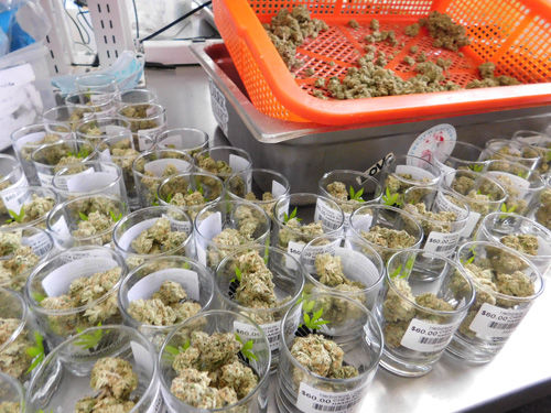 Voters could legalize cannabis in November