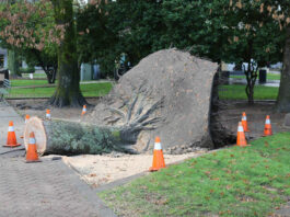 Large tree in plaza comes down in this week’s storm