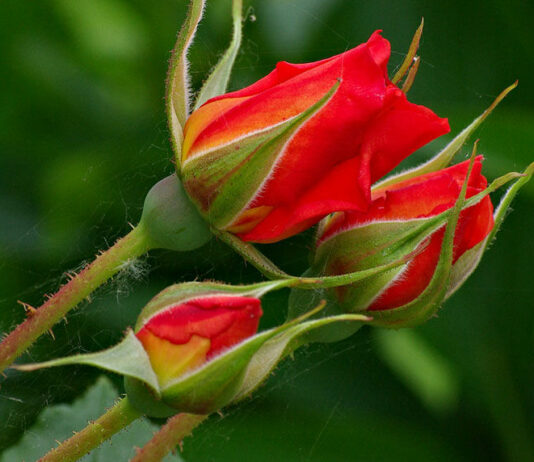 Spring events blooming at Russian River Rose Company