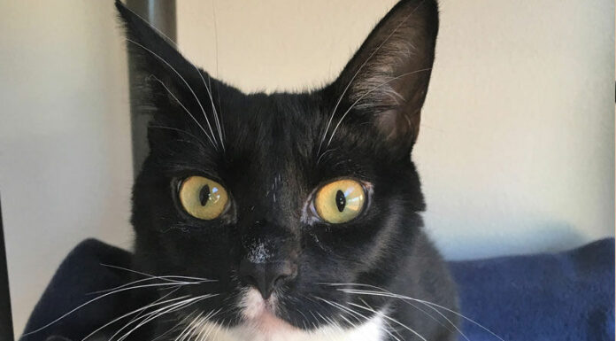 Healdsburg Center for Animals Activity Log: June 30 – July 9, 2017