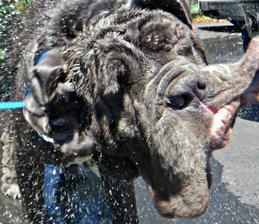 Come meet Martha, Sonoma County’s biggest and drooliest celebrity