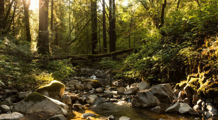 Timber harvest plan filed for 146 acres near Felta Creek