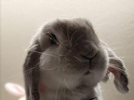 Officer Speedy steps in at the Healdsburg Police Department