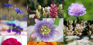 9 great blooms for fall bouquets