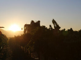 SLIDESHOW: Mechanical Harvesting, Alexander Valley