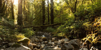 Commentary: A wild opportunity