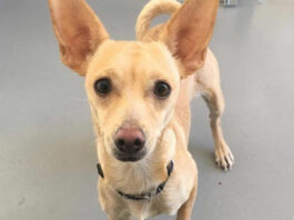 Healdsburg Center for Animals Activity Log, Sept. 25-Oct. 1