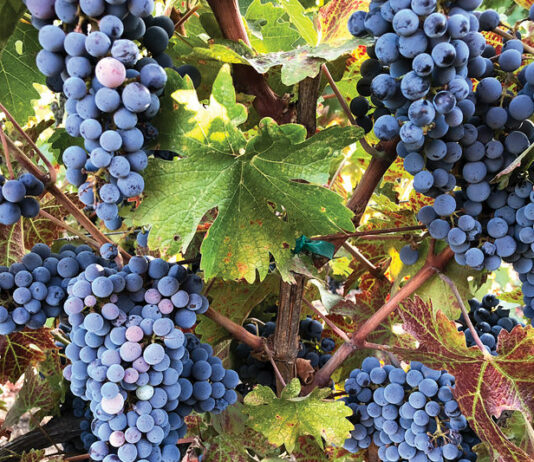 2017 harvest a wild ride of heat, rain and fire