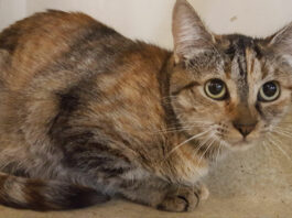 Healdsburg Center for Animals Activity Log, Nov. 6-12