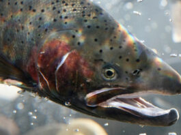 Steelhead Festival welcoming the splash