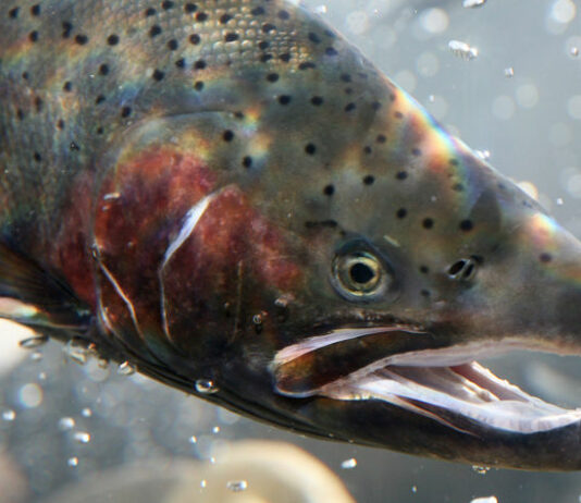 Steelhead Festival welcoming the splash