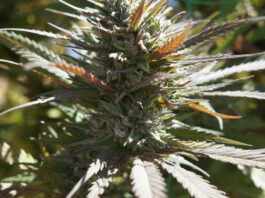 Adult-use cannabis in Sonoma County