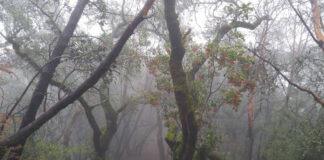 Fire fuel abatement on Fitch Mountain this week