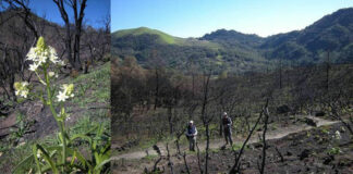 Life returns to Sonoma County parks after the fire