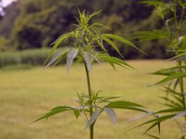 Marijuana update: Growers staying in the black market