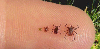 Are you putting yourself at risk for Lyme disease?