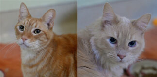 Humane Society of Sonoma Co. Healdsburg Activity Log, June 25-July 1, 2018