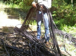 Cannabis and the environment