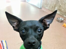 Humane Society of Sonoma County – Healdsburg Activity Log Nov. 5-11