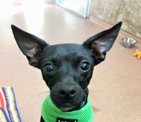 Humane Society of Sonoma County – Healdsburg Activity Log Nov. 5-11