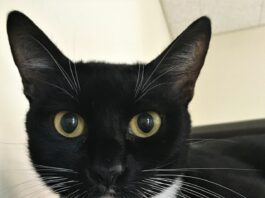 Humane Society – Healdsburg activity log, Oct. 29 – Nov. 4