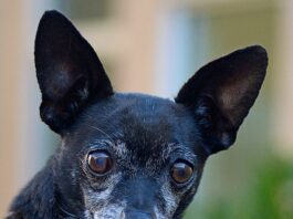 Humane Society of Sonoma County – Healdsburg Activity Log Nov. 26 – Dec. 2