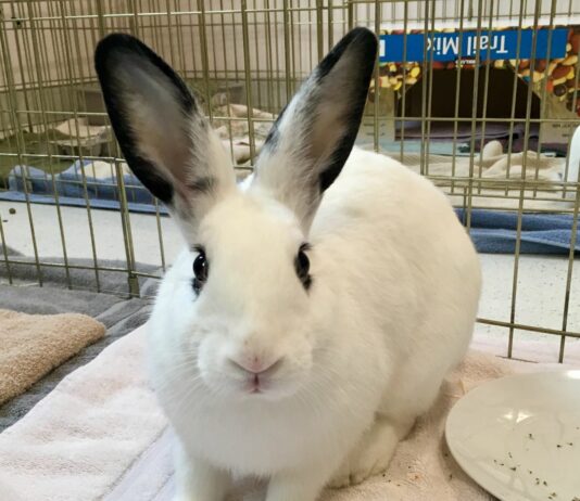 Humane Society of Sonoma County – Healdsburg Activity Log, Dec. 24 – 30, 2018