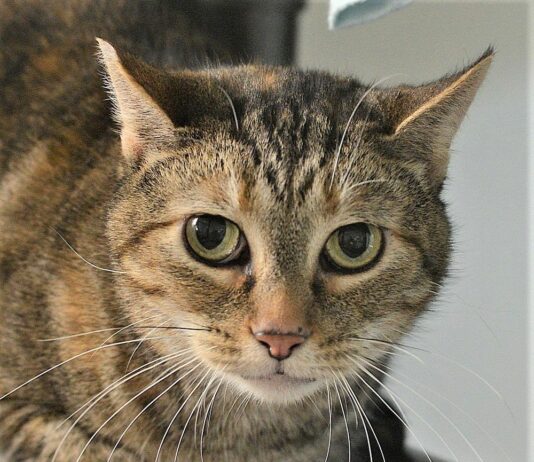 Humane Society of Sonoma County – Healdsburg Activity Log Jan. 14 – 20