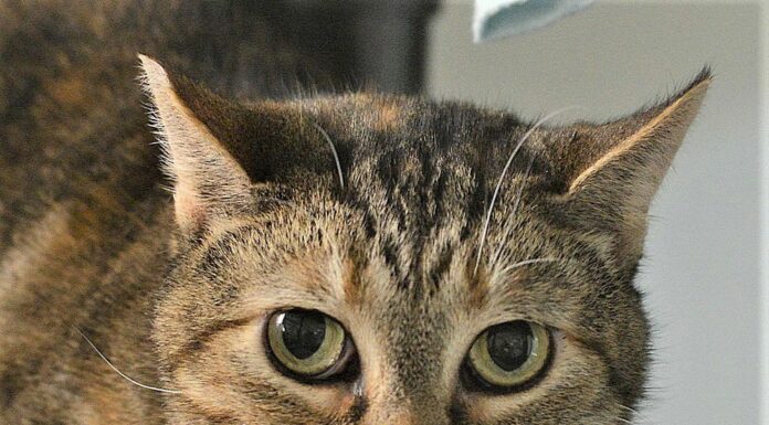 Humane Society of Sonoma County – Healdsburg Activity Log Feb. 4 – 10