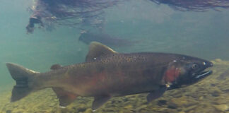 With California salmonids facing extinction, conservation group identifies dams to remove in state