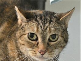 Humane Society of Sonoma County – Healdsburg Activity Log, March 21, 2019