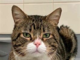 Animal logs March 21-27