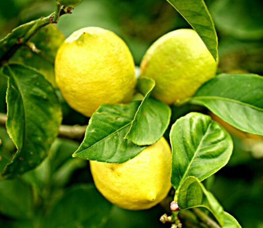 SoCurious: Meyer lemon tree woes