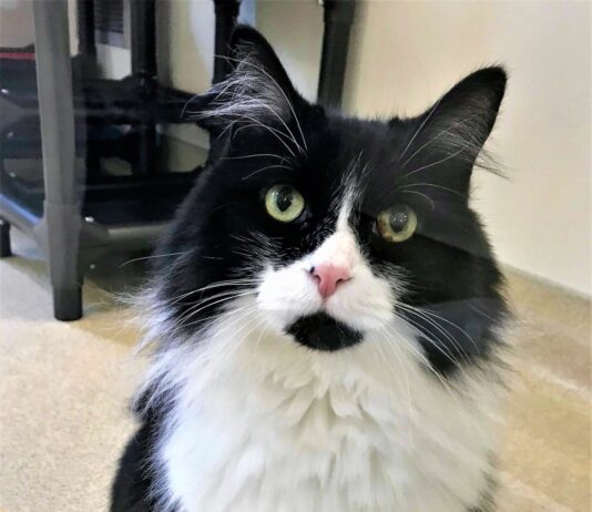 Animal Logs, April 17 – 20