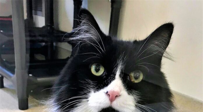 Humane Society of Sonoma County – Healdsburg Activity Log April 1-7