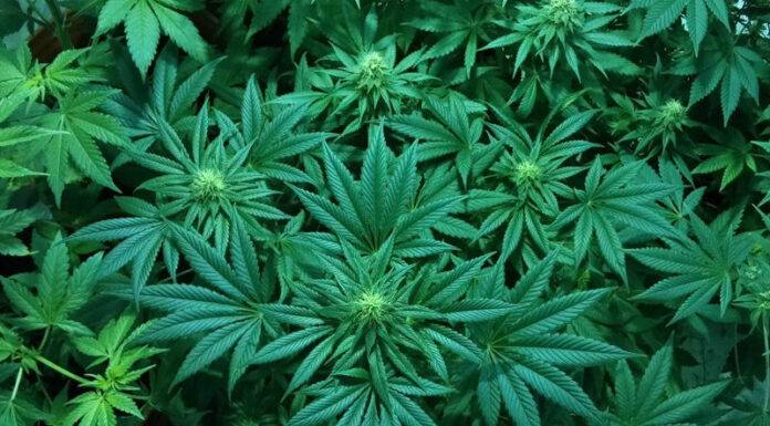 Pot permit OK’d on Sweetwater Springs