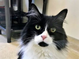 Humane Society of Sonoma County – Healdsburg Activity Log May 13 – May 19