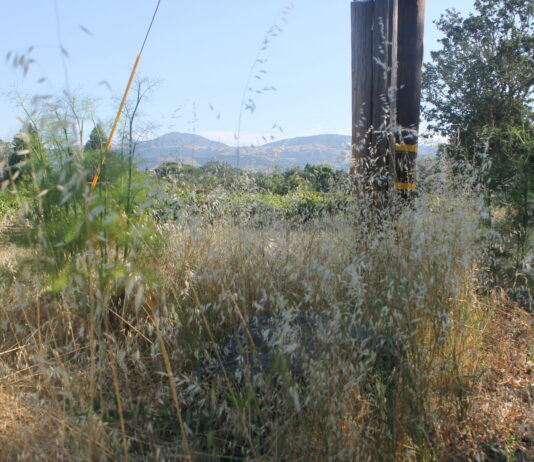 County stops using synthetic pesticides